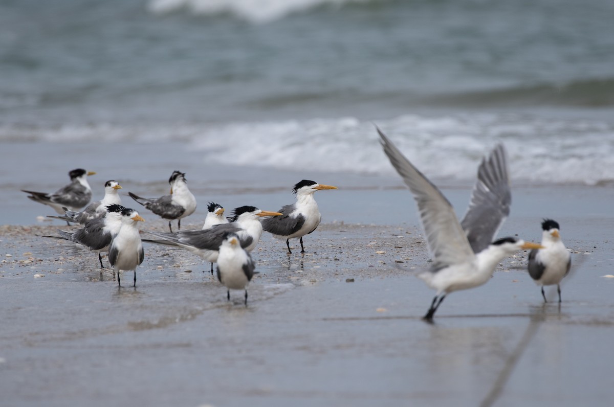 Great Crested Tern - ML619403509