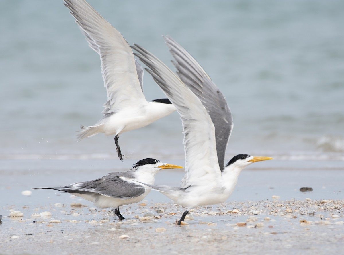 Great Crested Tern - ML619403510
