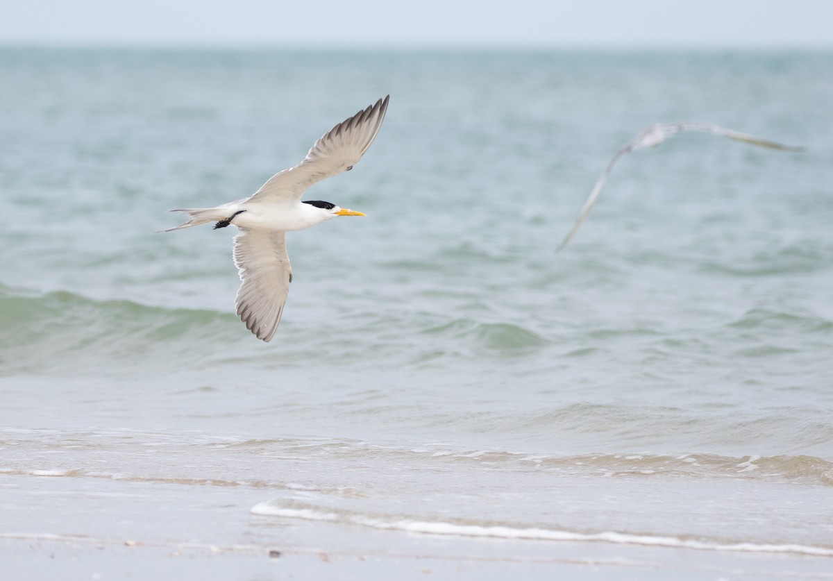 Great Crested Tern - ML619403511