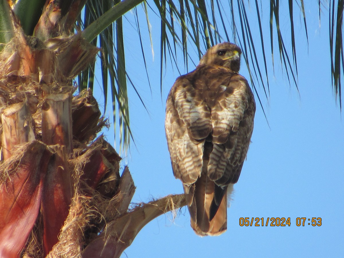 Red-tailed Hawk - ML619403513