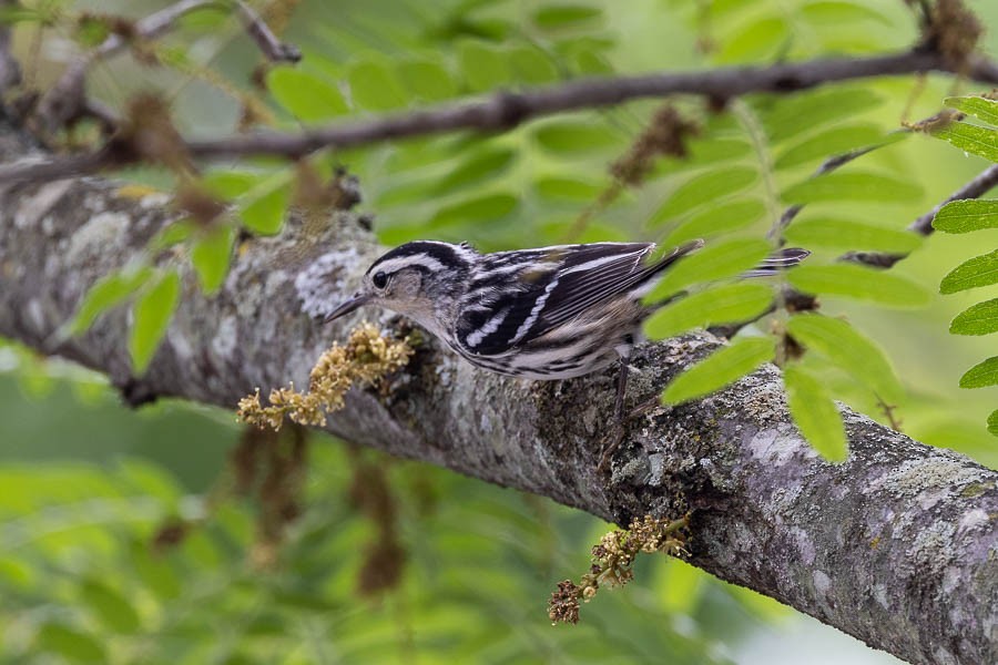 Black-and-white Warbler - ML619403630