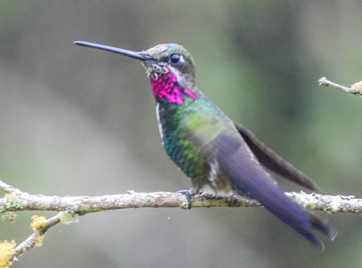 kolibřík fialovolímcový - ML619403686