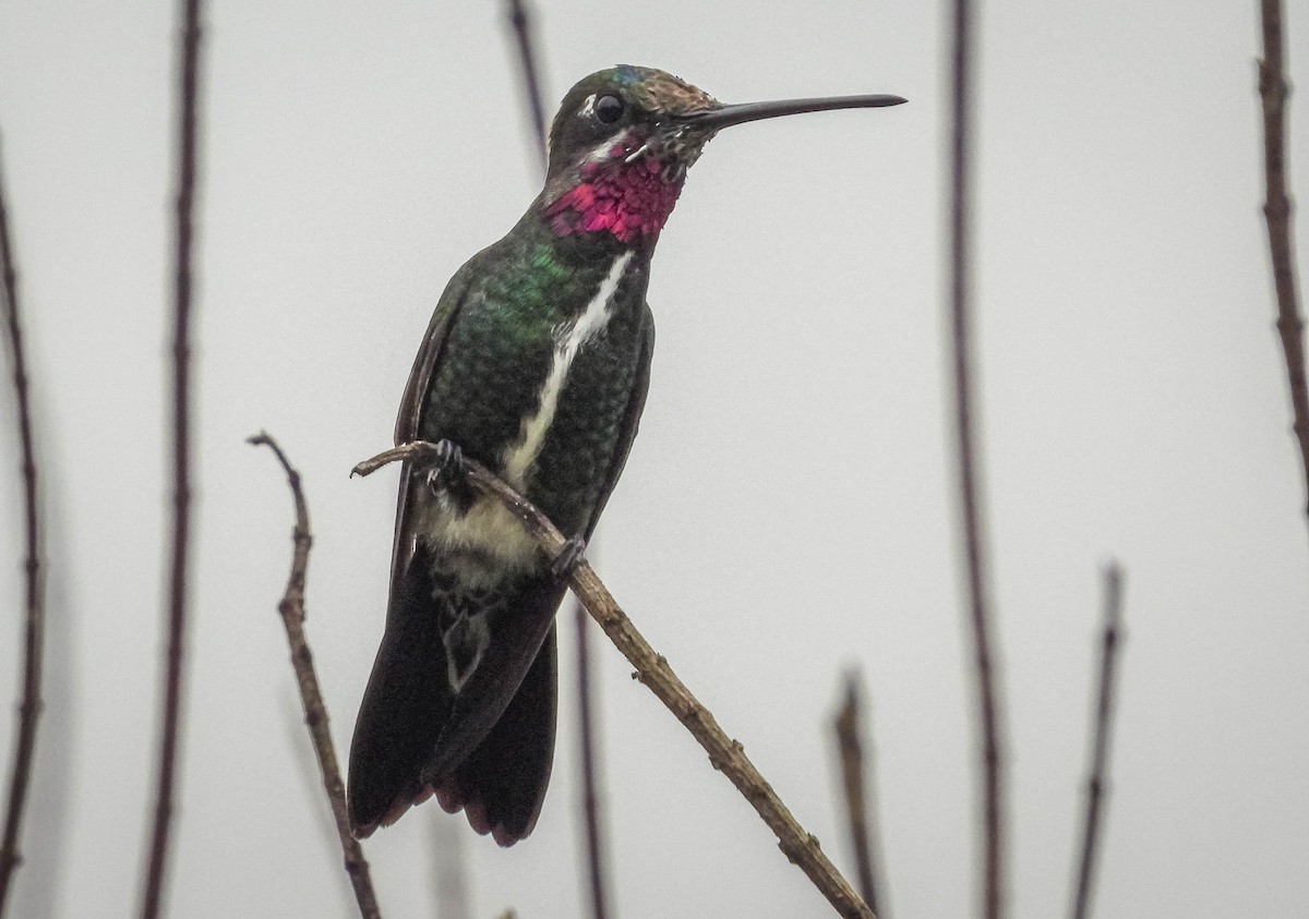 kolibřík fialovolímcový - ML619403687