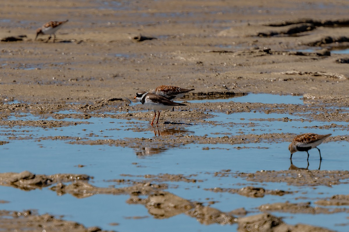 Common Ringed Plover - ML619403752
