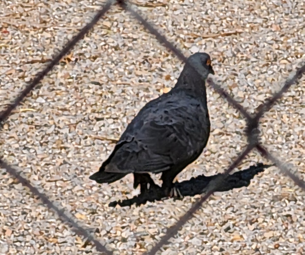 Сизый голубь (Одомашненного типа) - ML619403774