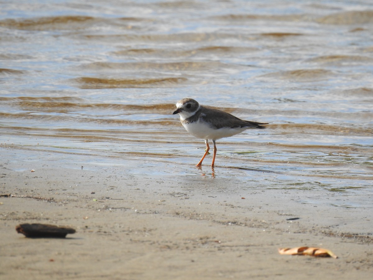 Semipalmated Plover - ML619403802