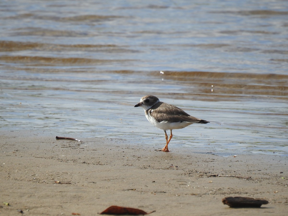 Semipalmated Plover - ML619403805