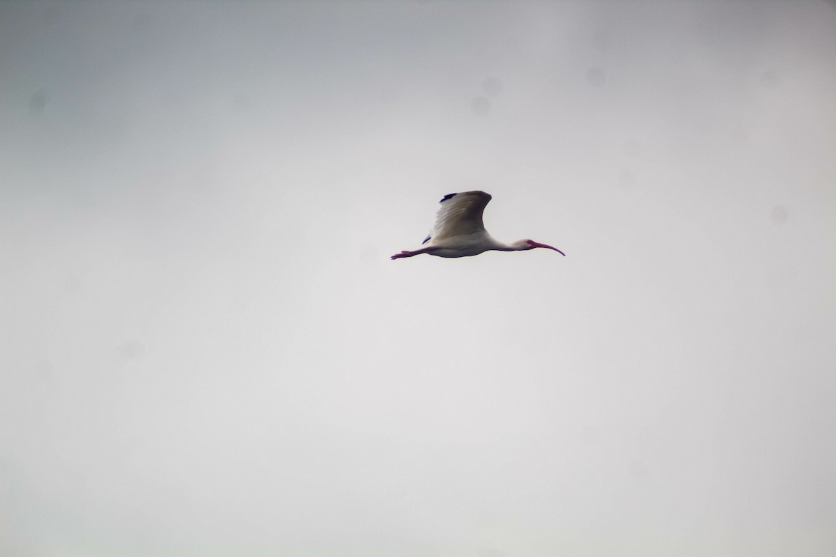ibis bílý - ML619403814