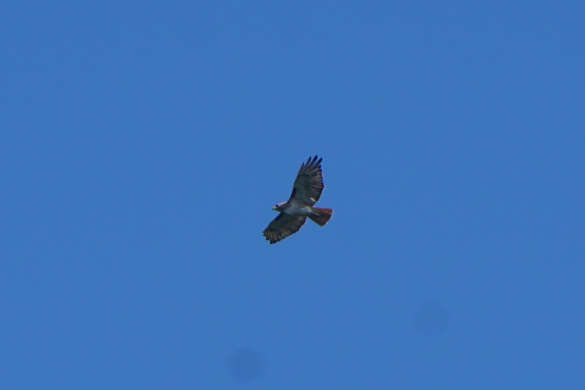 Red-tailed Hawk - ML619403836