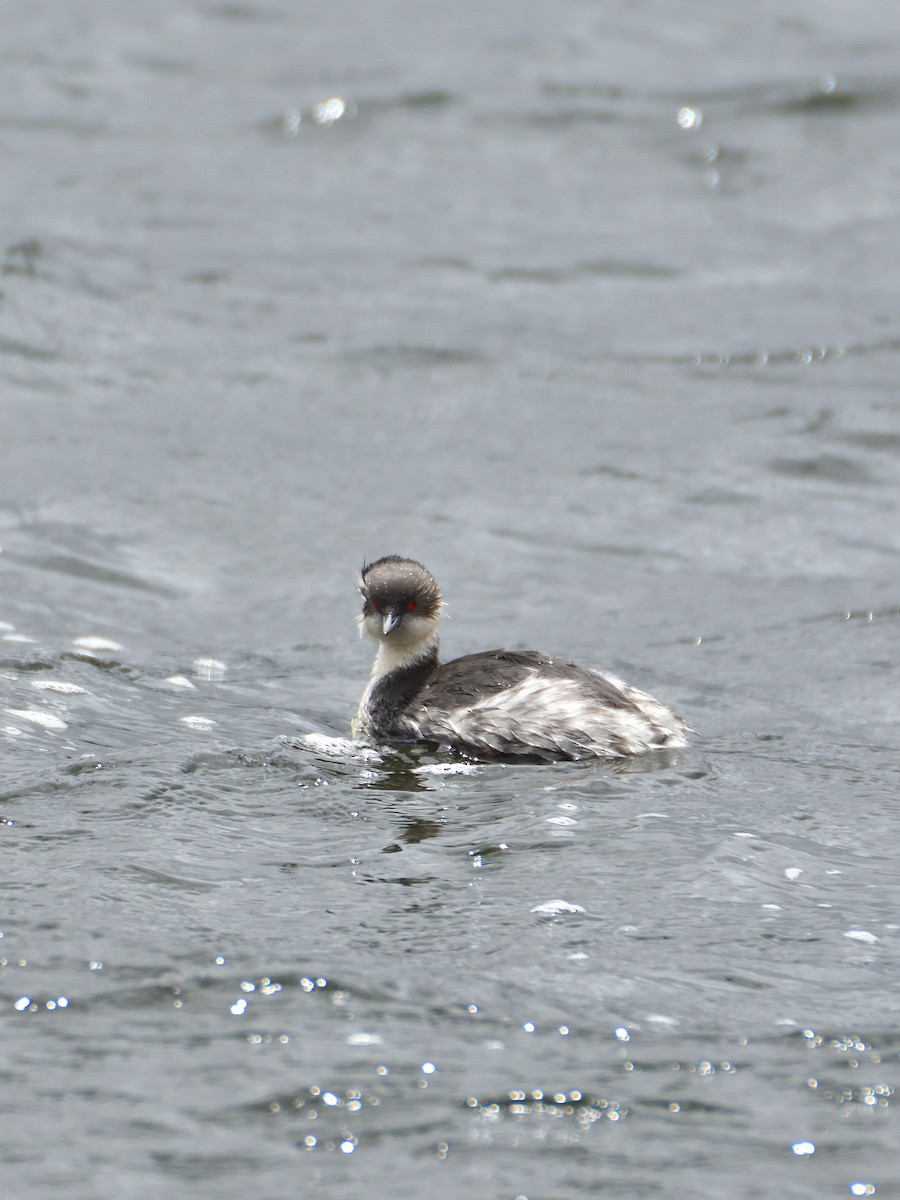 Silvery Grebe (Andean) - ML619403841