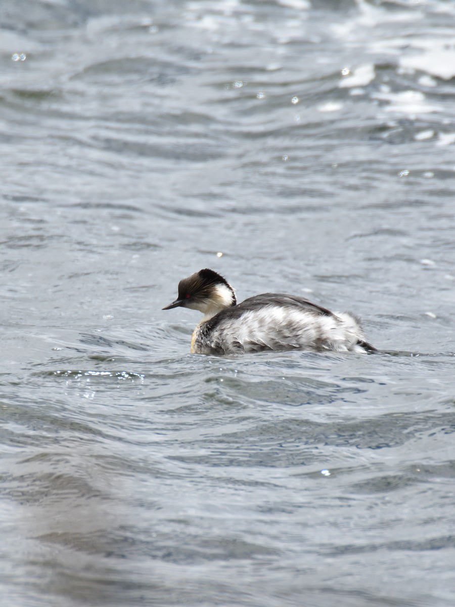 Silvery Grebe (Andean) - ML619403842