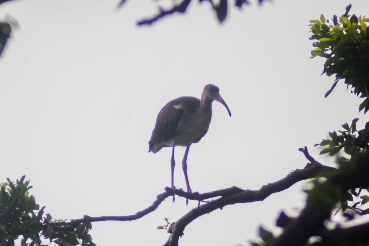ibis bílý - ML619403868