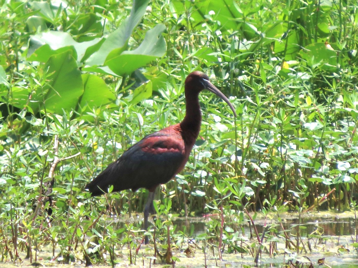 ibis hnědý - ML619403905