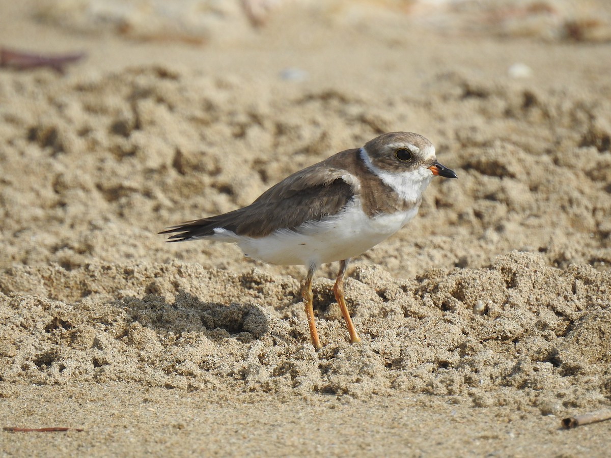 Semipalmated Plover - ML619403957