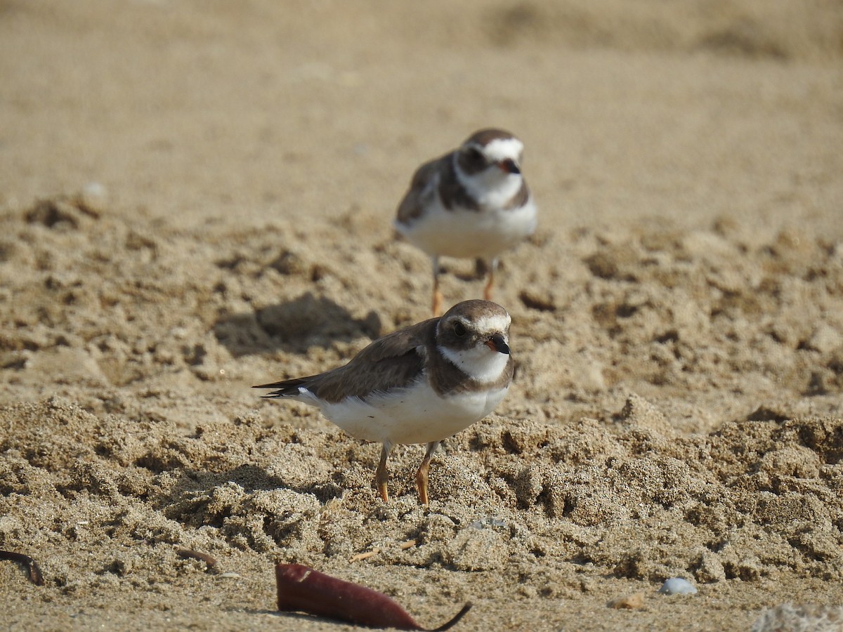 Semipalmated Plover - ML619403962