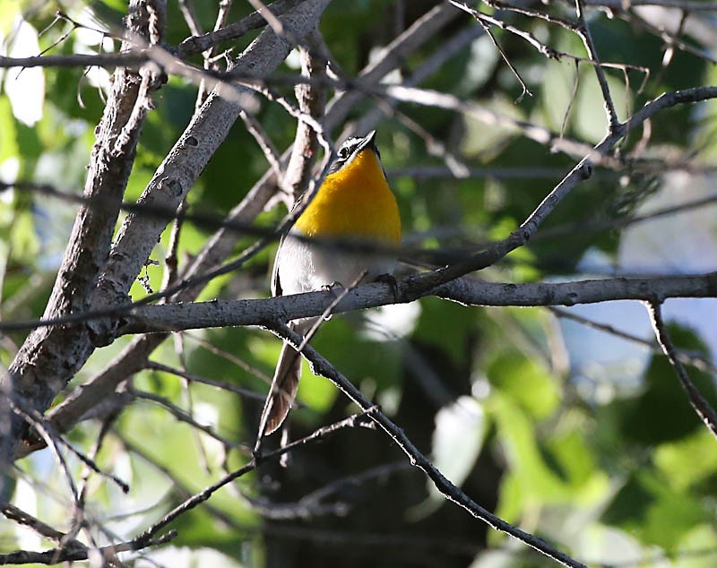 Yellow-breasted Chat - ML619403973