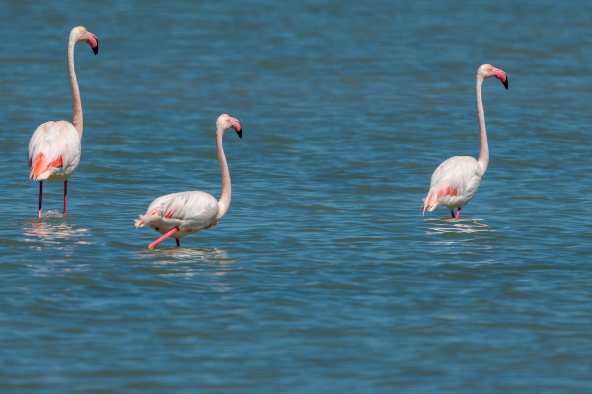 Greater Flamingo - ML619404042