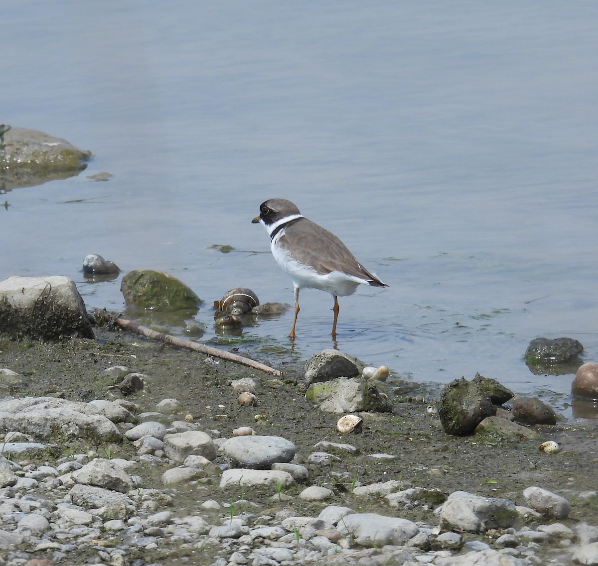 Semipalmated Plover - ML619404101