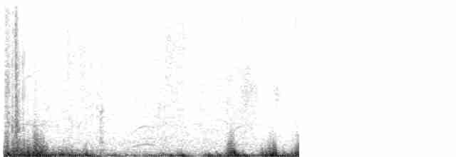 hvithalesvømmesnipe - ML619404118