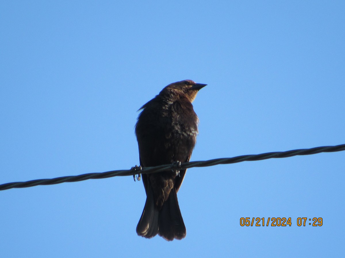 Brown-headed Cowbird - ML619404131