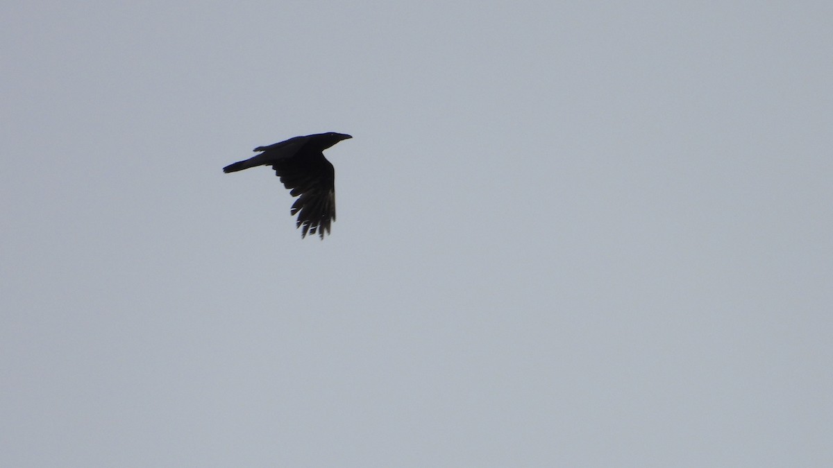 Common Raven - ML619404161