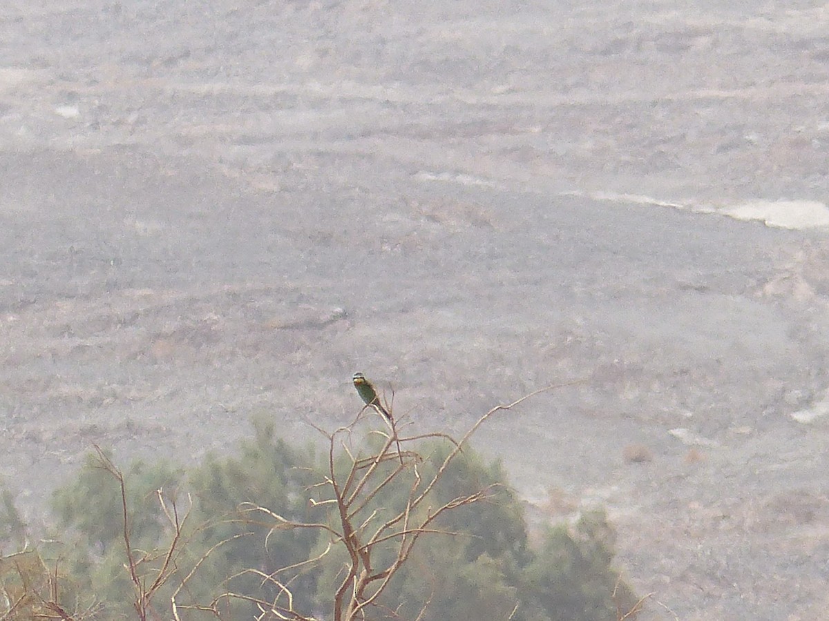 Blue-cheeked Bee-eater - ML619404170