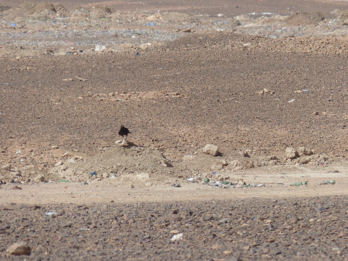 Cuervo Desertícola - ML619404181