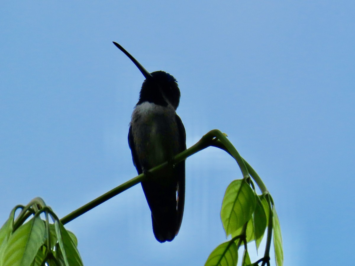kolibřík hvězdohrdlý - ML619404186