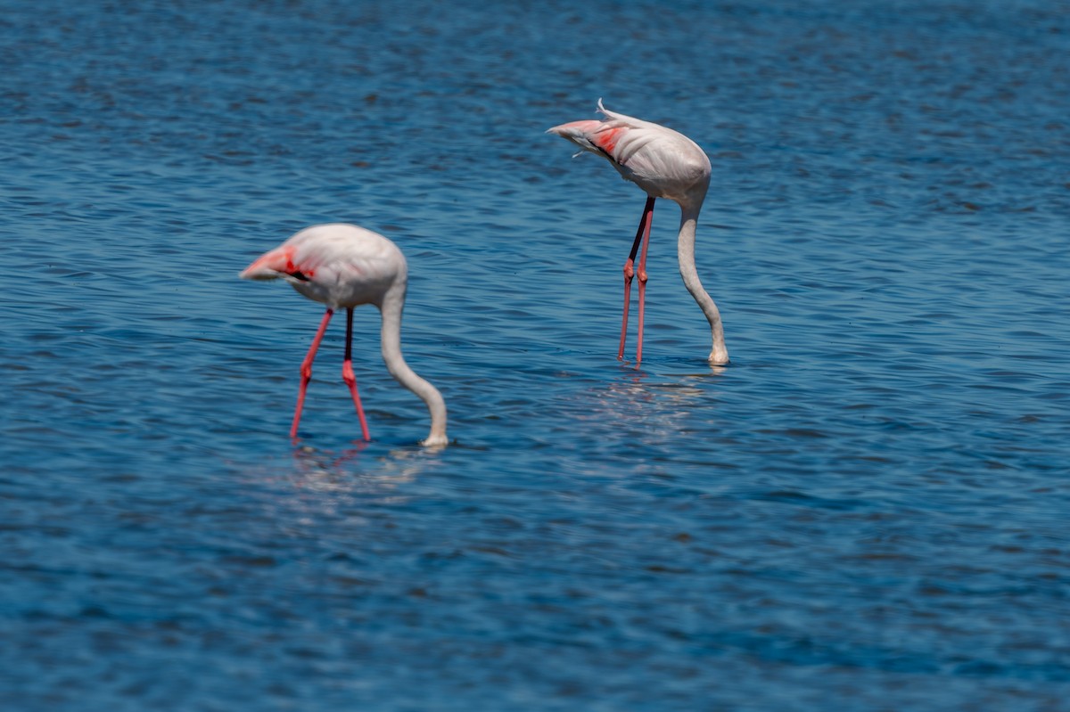 Greater Flamingo - ML619404189