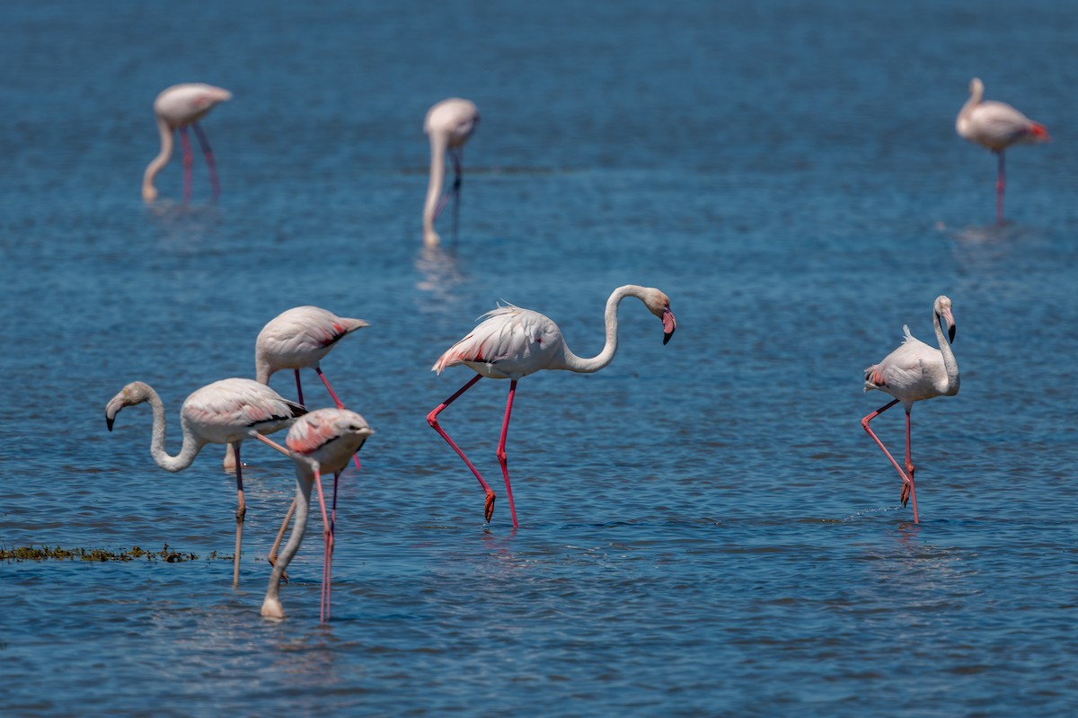 Greater Flamingo - ML619404190