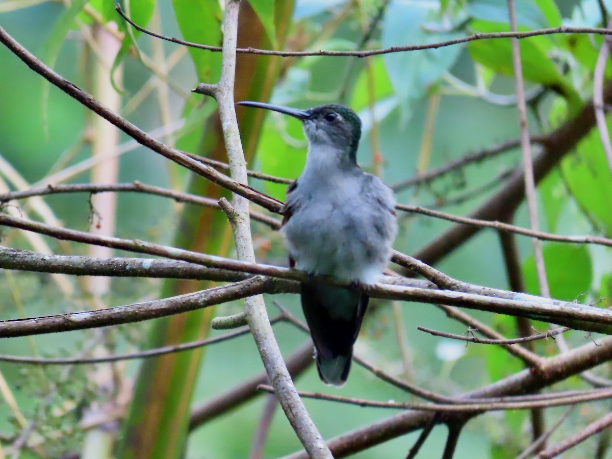 kolibřík šedoprsý - ML619404195