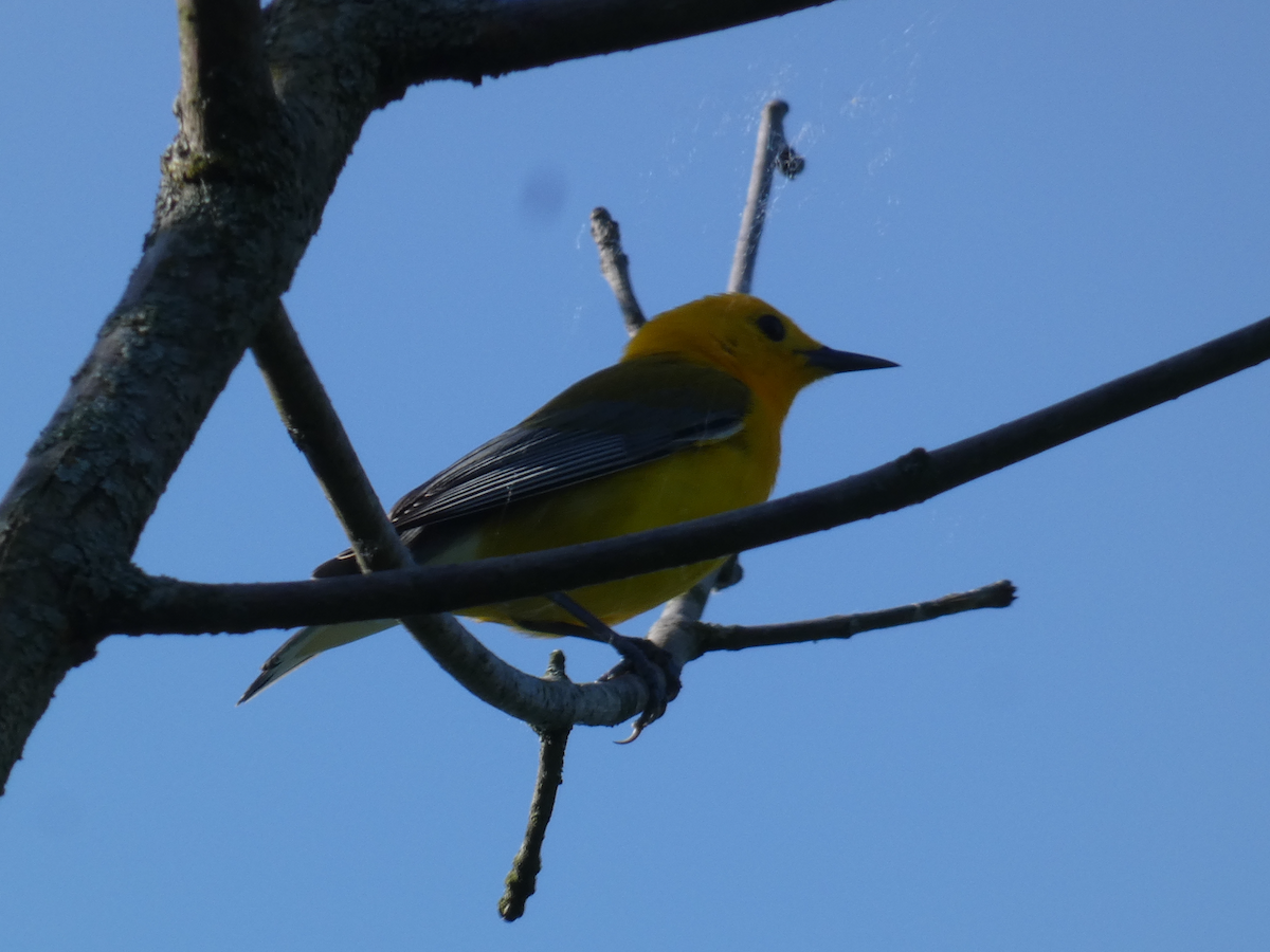 Prothonotary Warbler - ML619404235