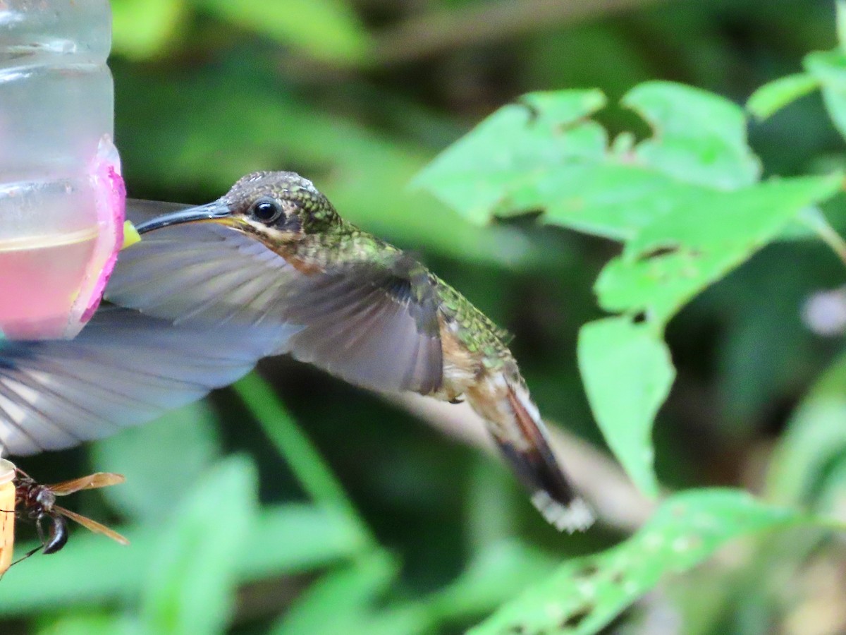 kolibřík ryšavoocasý - ML619404253