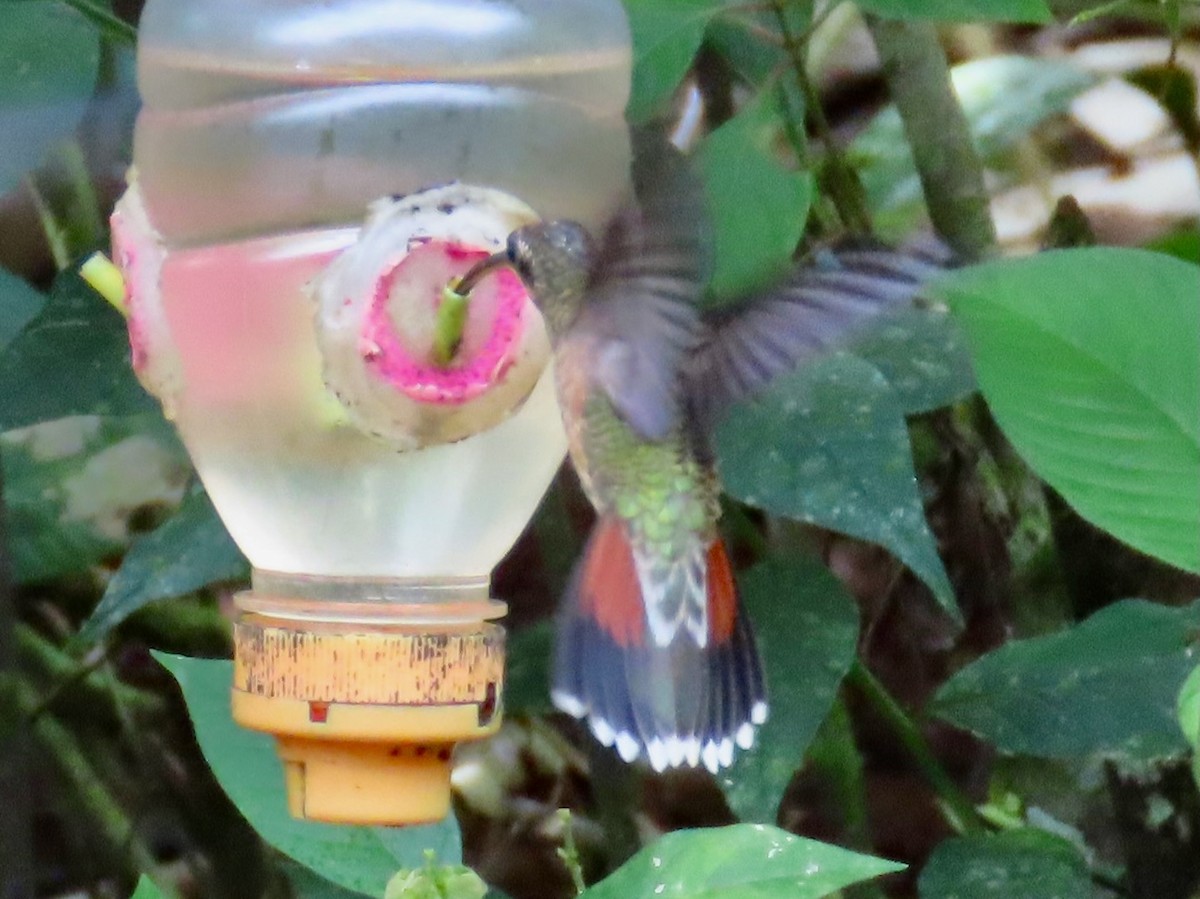 kolibřík ryšavoocasý - ML619404256