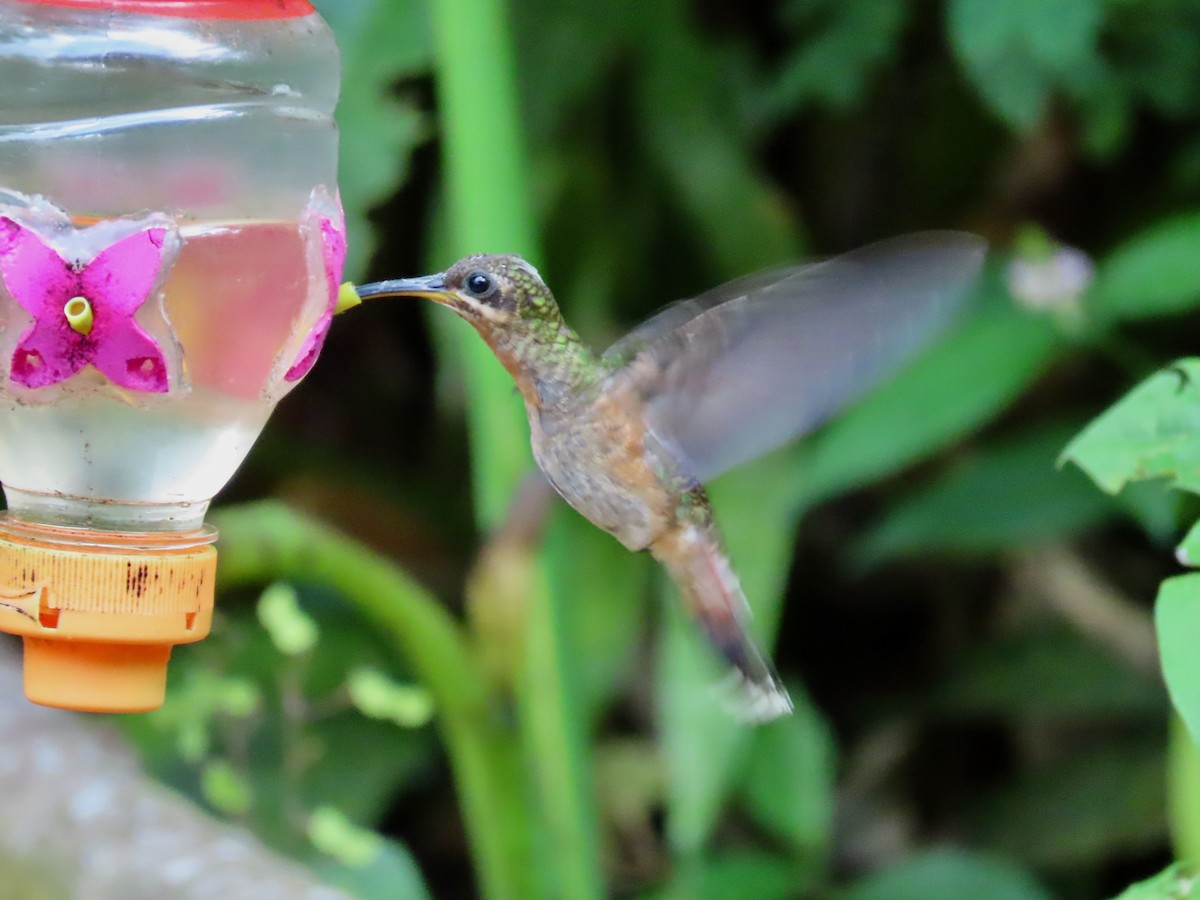kolibřík ryšavoocasý - ML619404261