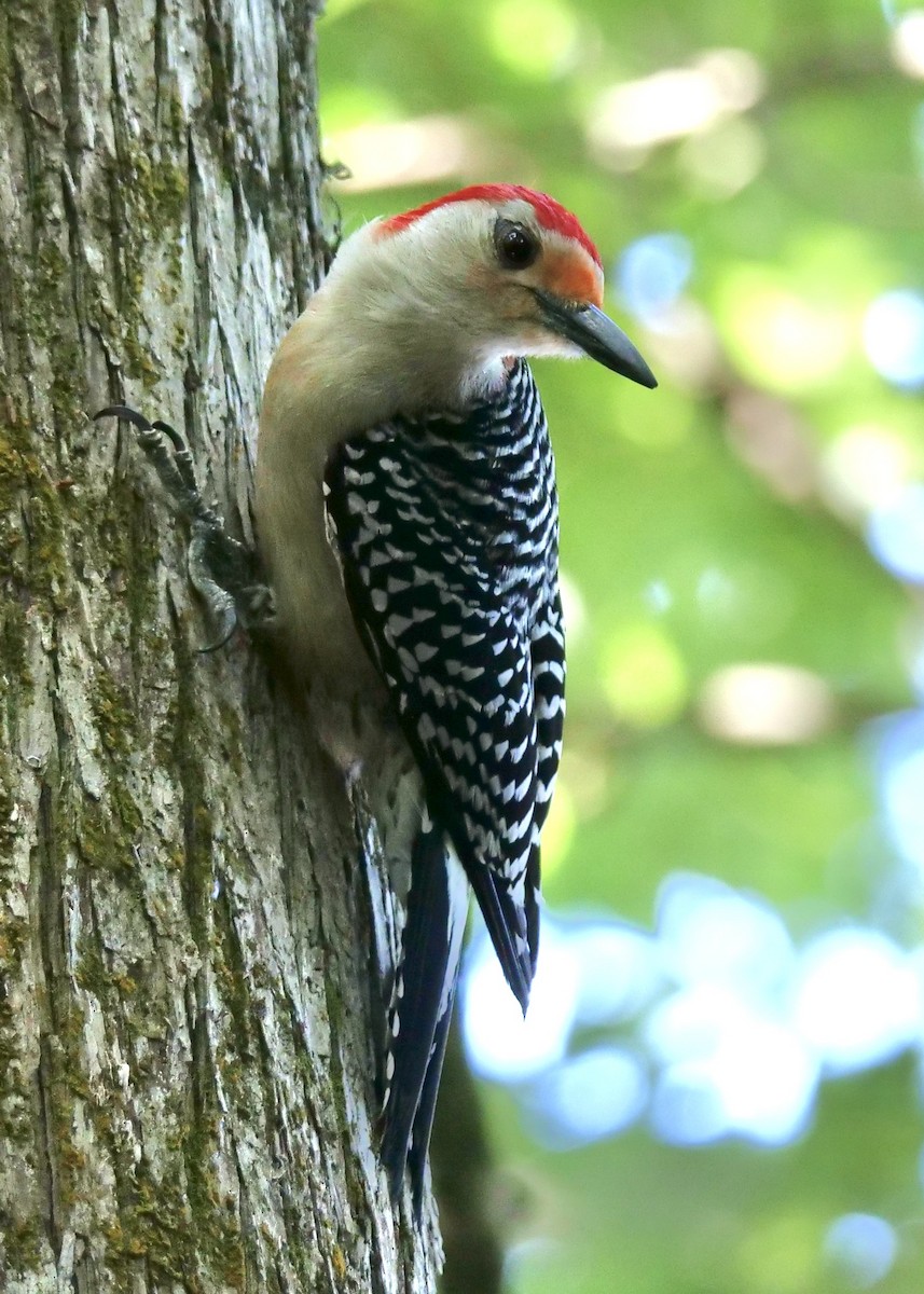 Red-bellied Woodpecker - ML619404268