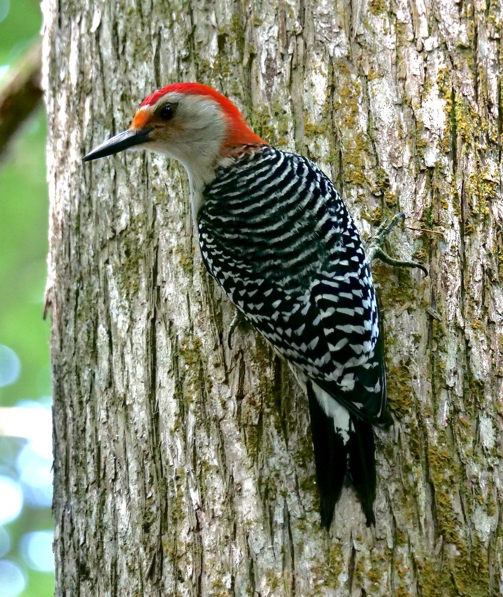 Red-bellied Woodpecker - ML619404269