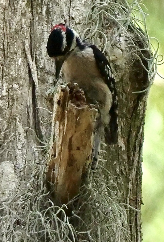Downy Woodpecker - ML619404296