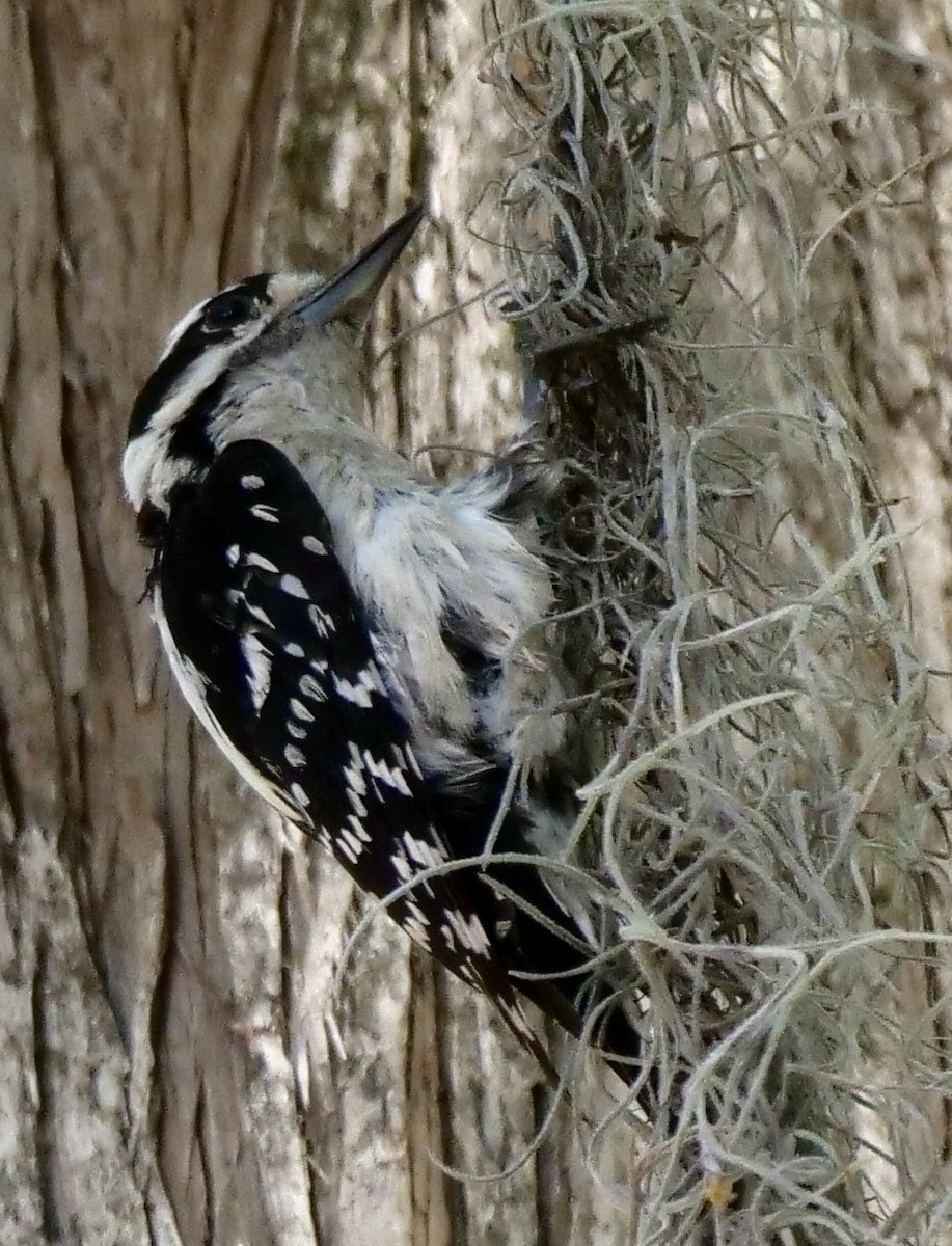 Downy Woodpecker - ML619404297