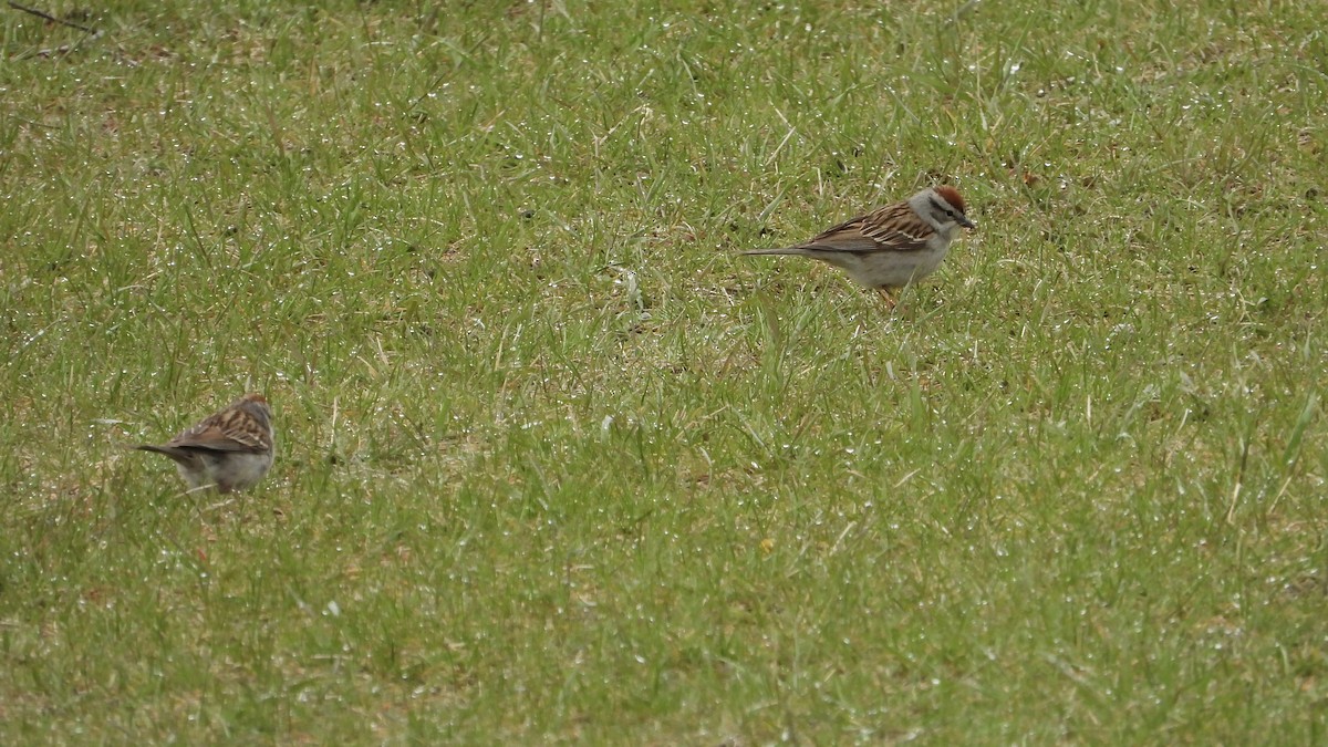 Chipping Sparrow - ML619404302