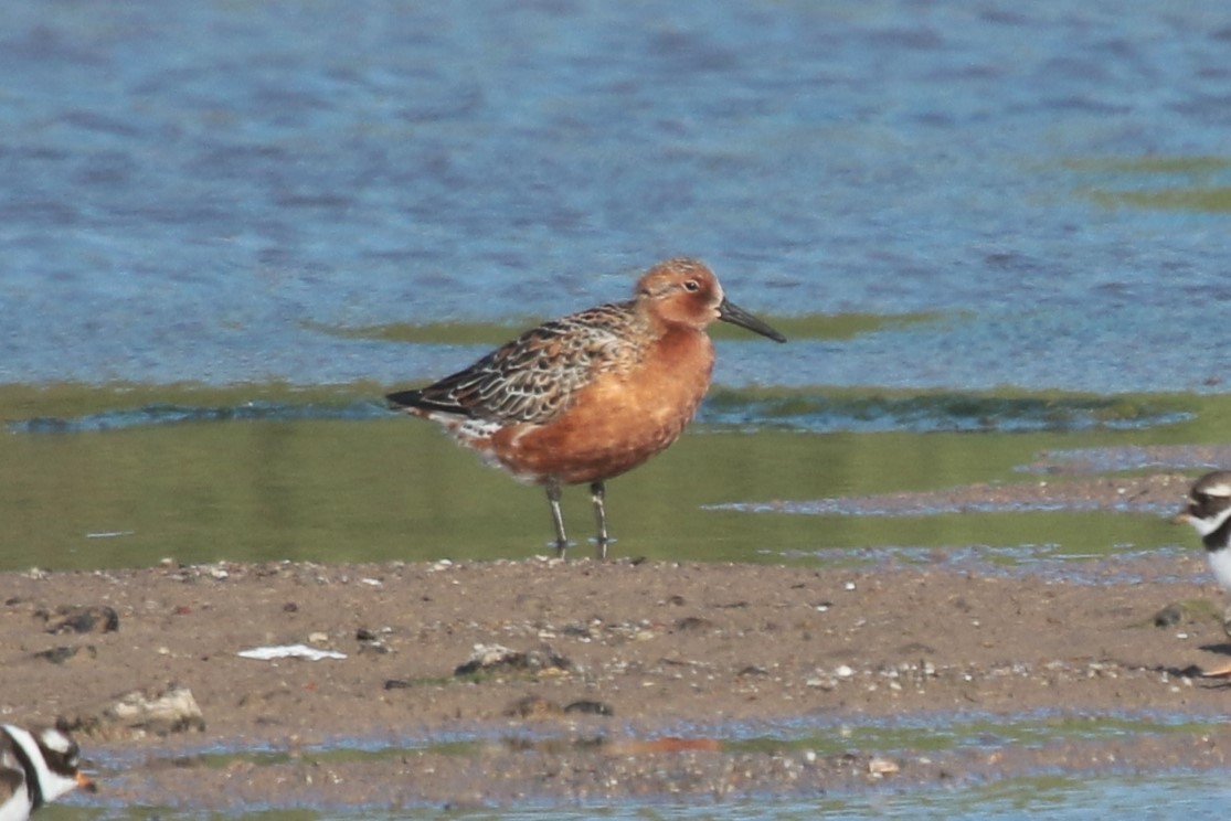 Red Knot - ML619404305