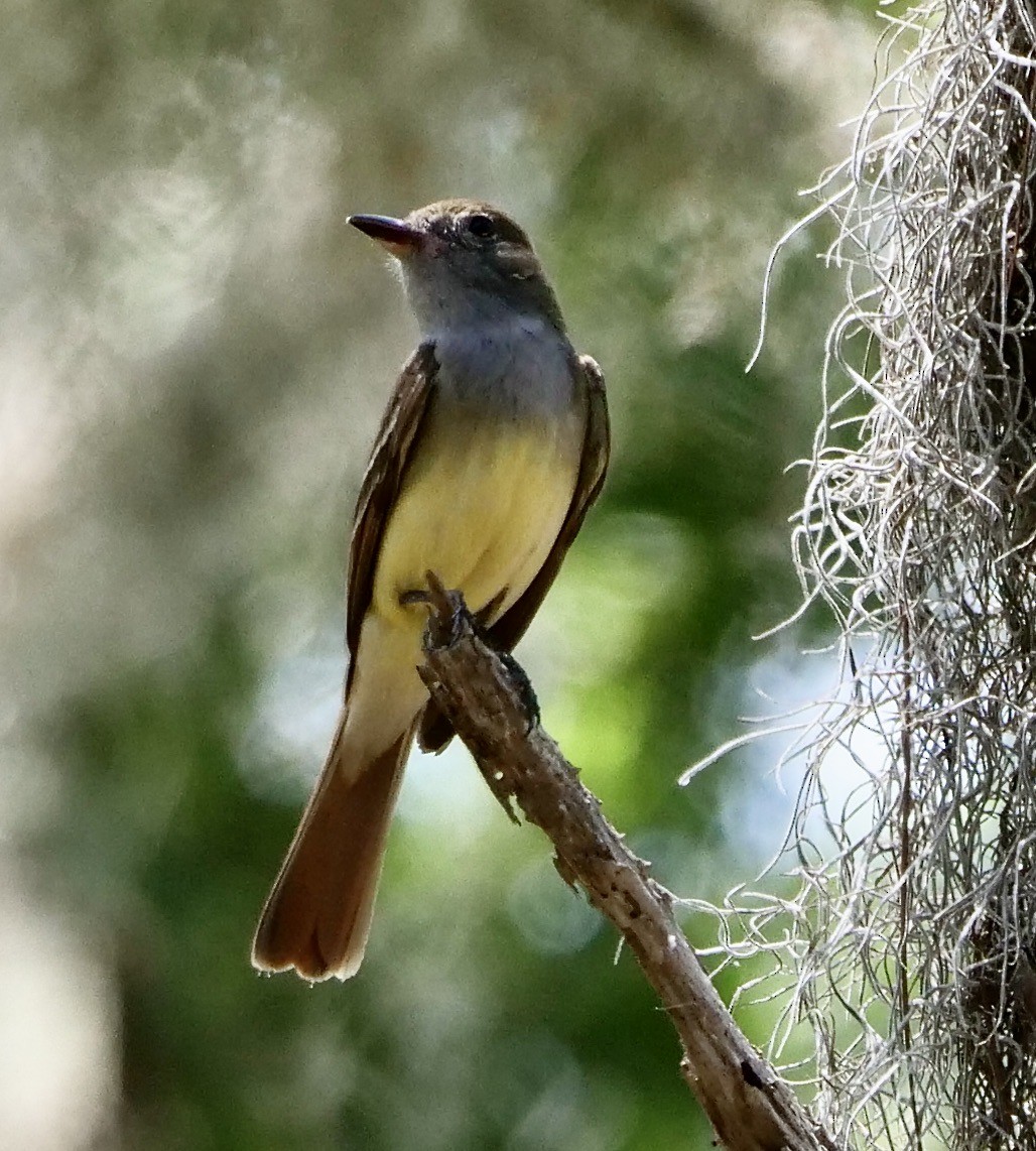 Great Crested Flycatcher - ML619404311