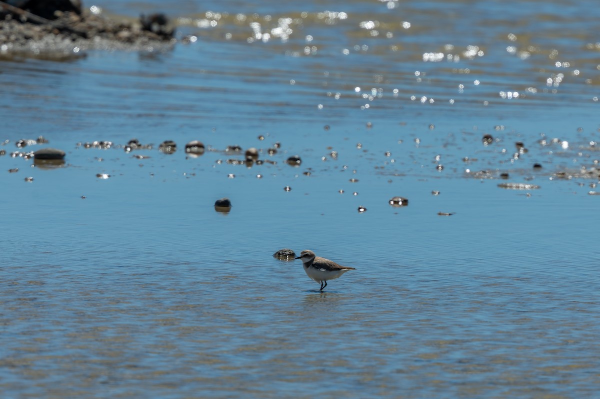 Common Ringed Plover - ML619404338