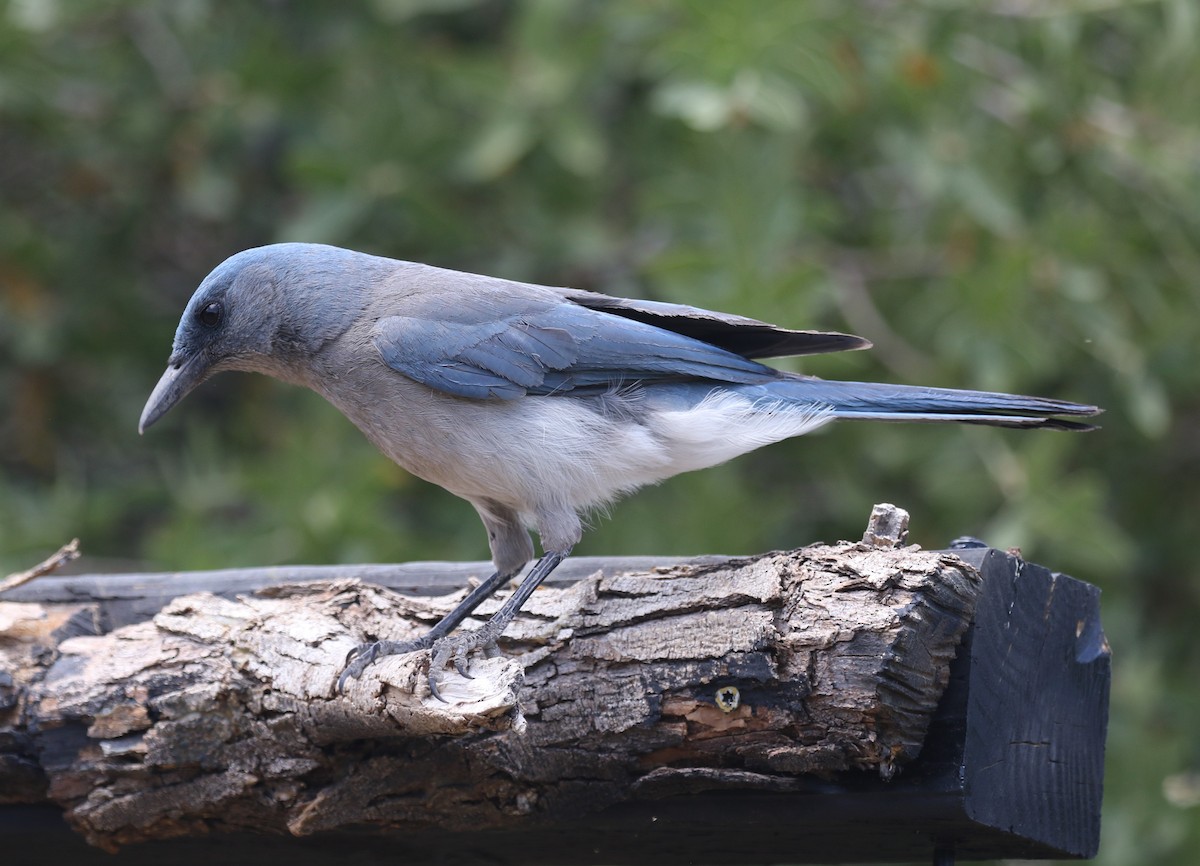 Mexican Jay - ML619404345