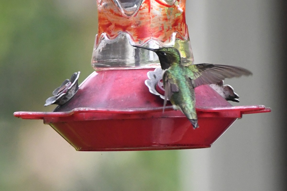 Ruby-throated Hummingbird - ML619404372