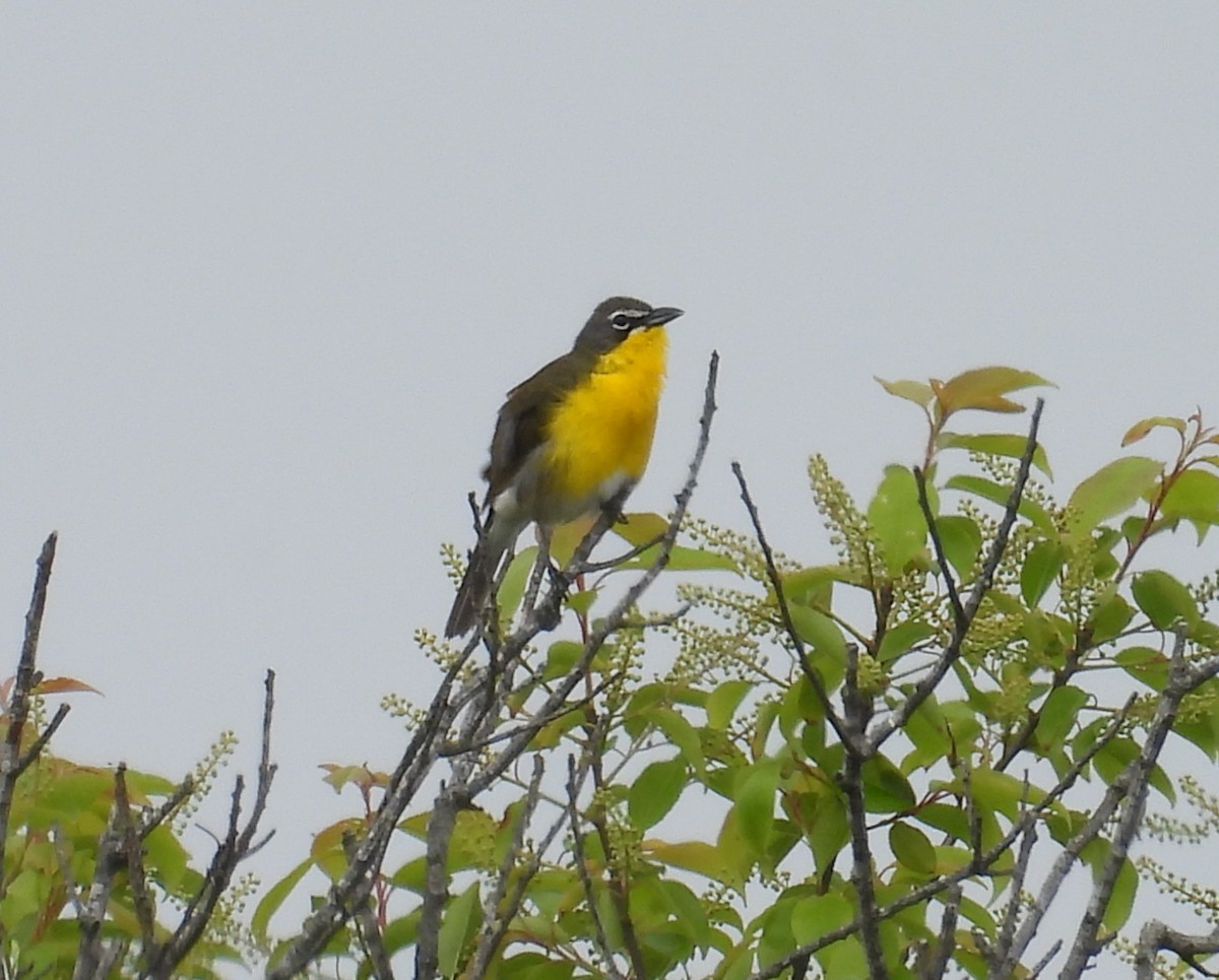 Yellow-breasted Chat - ML619404388