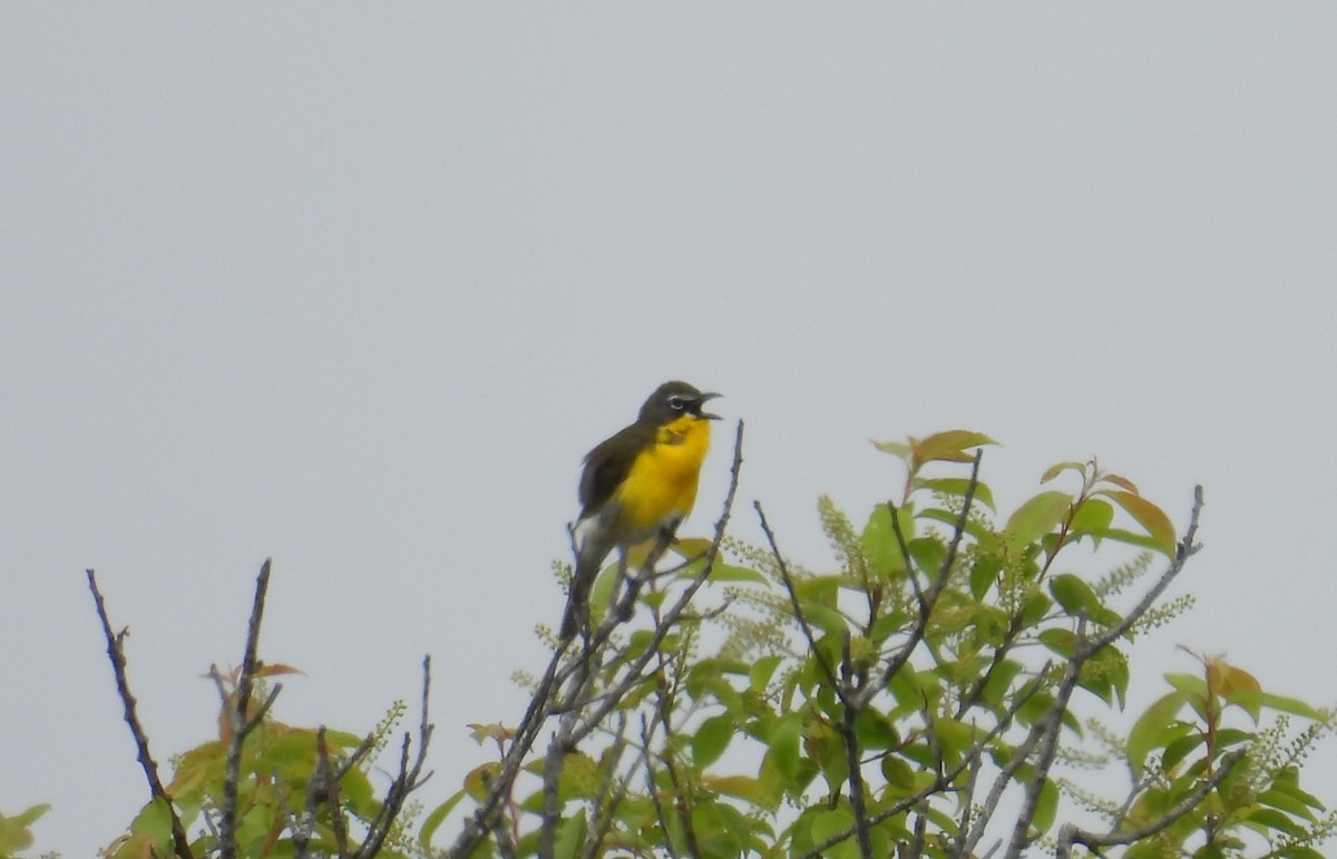 Yellow-breasted Chat - ML619404389