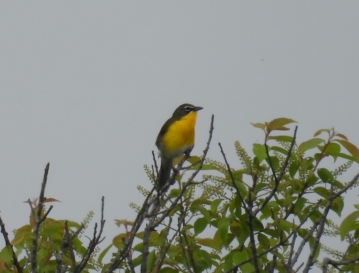 Yellow-breasted Chat - ML619404390