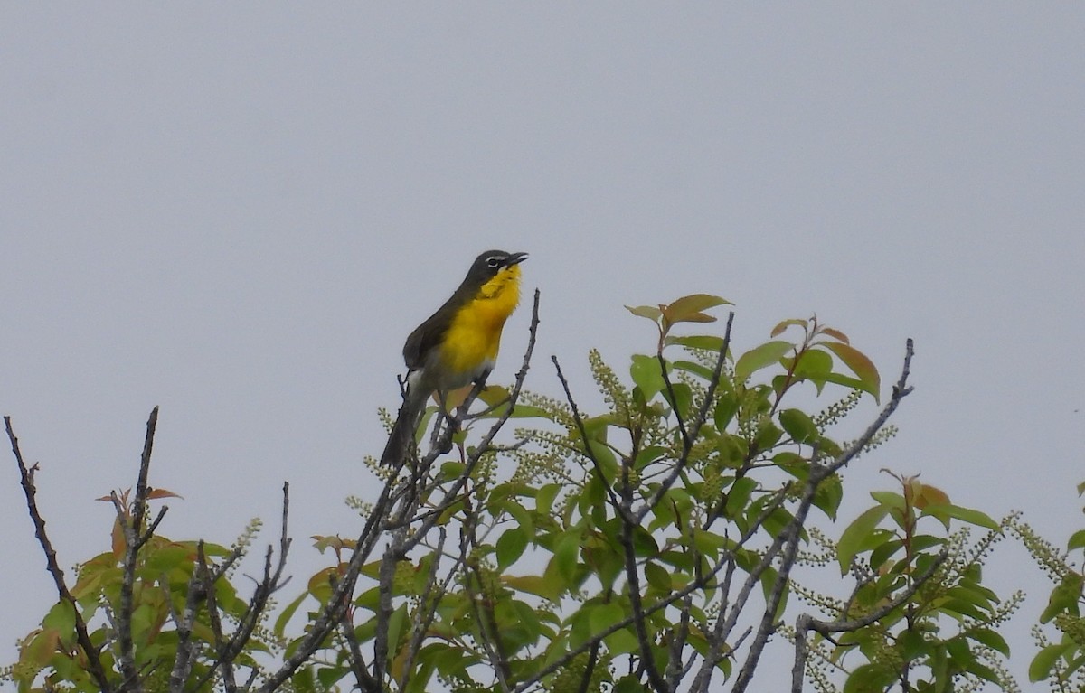Yellow-breasted Chat - ML619404391