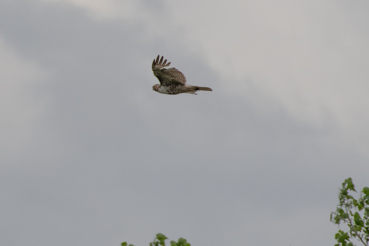Red-tailed Hawk - ML619404410